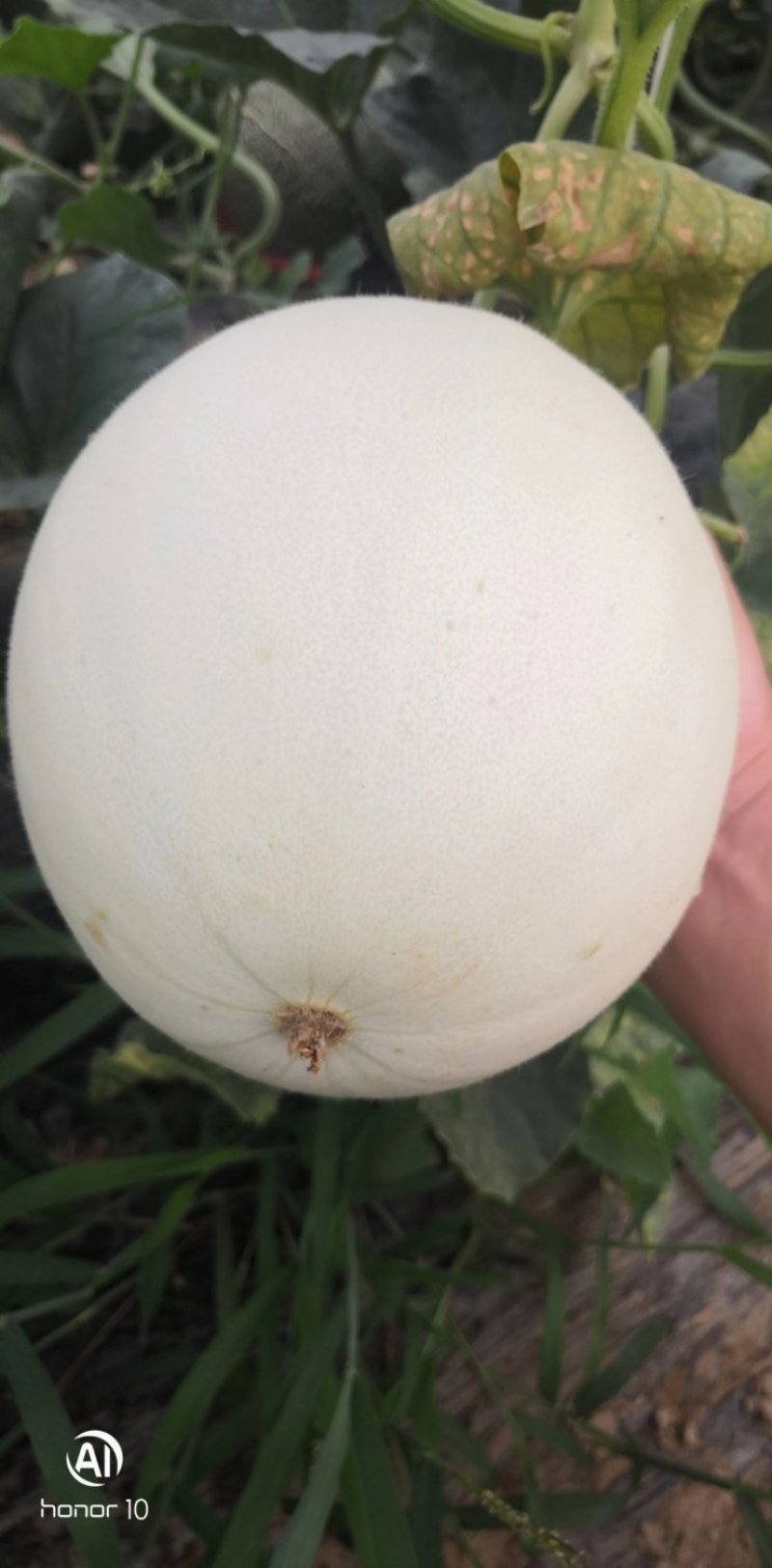 精品玉菇甜瓜冰清玉菇甜瓜河南甜瓜，二斤半起步