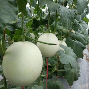 精品玉菇甜瓜冰清玉菇甜瓜河南甜瓜，二斤半起步
