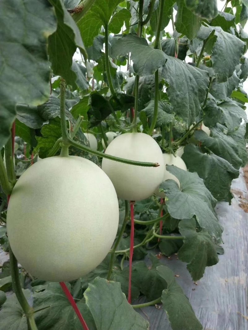 精品玉菇甜瓜冰清玉菇甜瓜河南甜瓜，二斤半起步