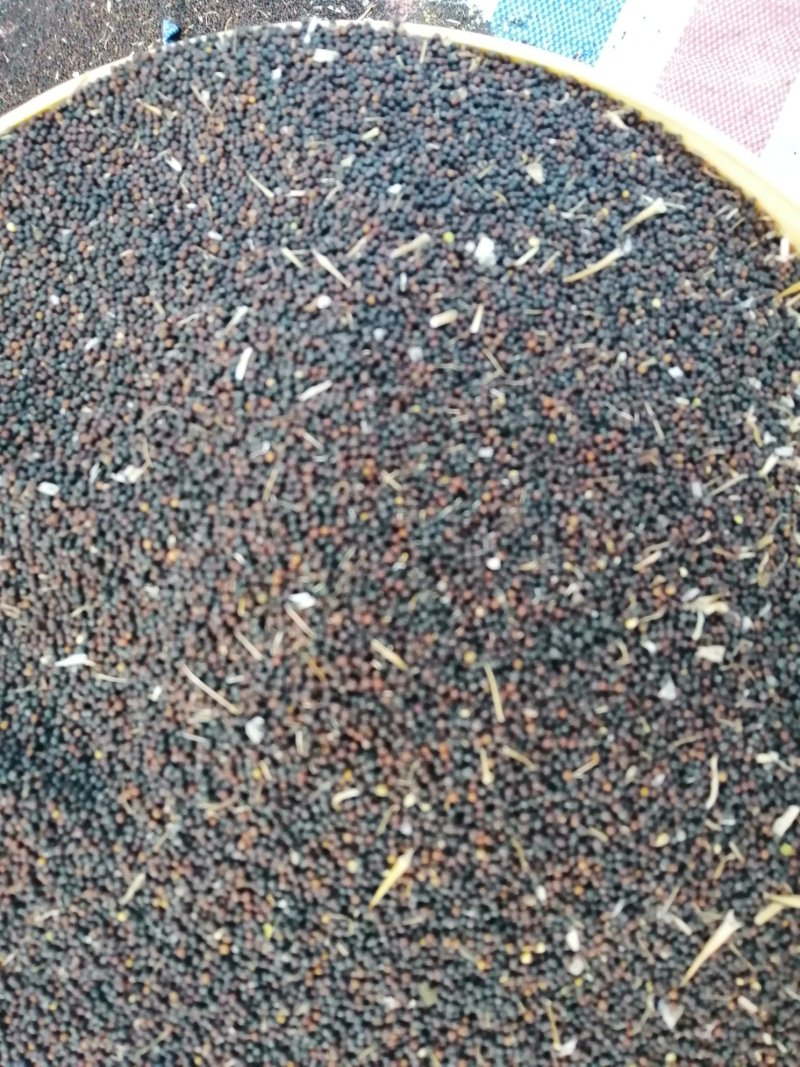 直销2020油菜籽新油菜籽，榨油油菜籽榨油率高