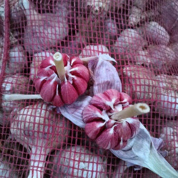 大蒜混级统货新蒜，精选分级各种规格，精加工包装