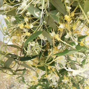 金银花