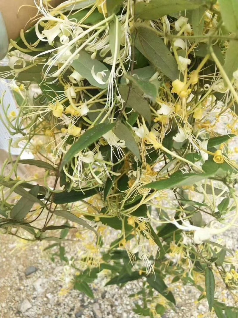 金银花