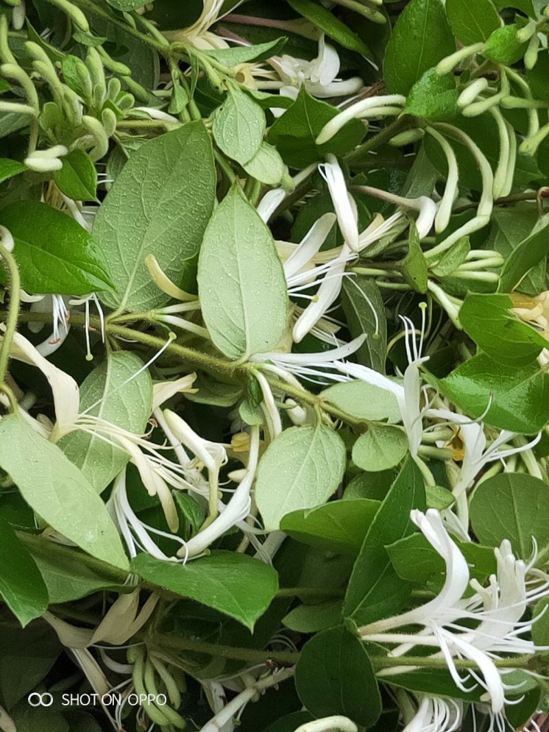 金银花