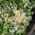 金银花