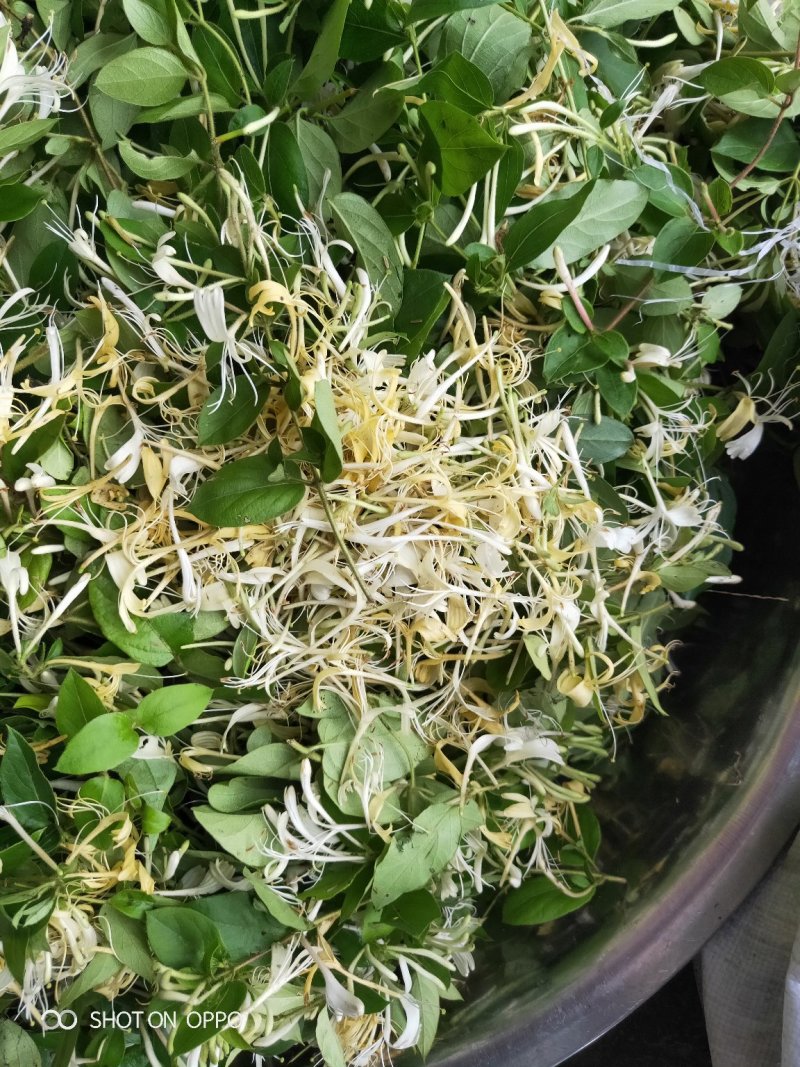 金银花