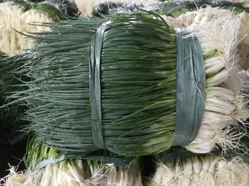 小葱产地直供精品小葱常年有货实力代收期待长期合作共赢