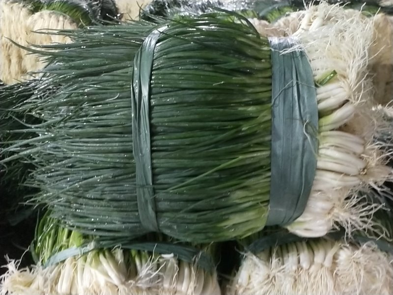 小葱产地直供精品小葱常年有货实力代收，期待长期合作