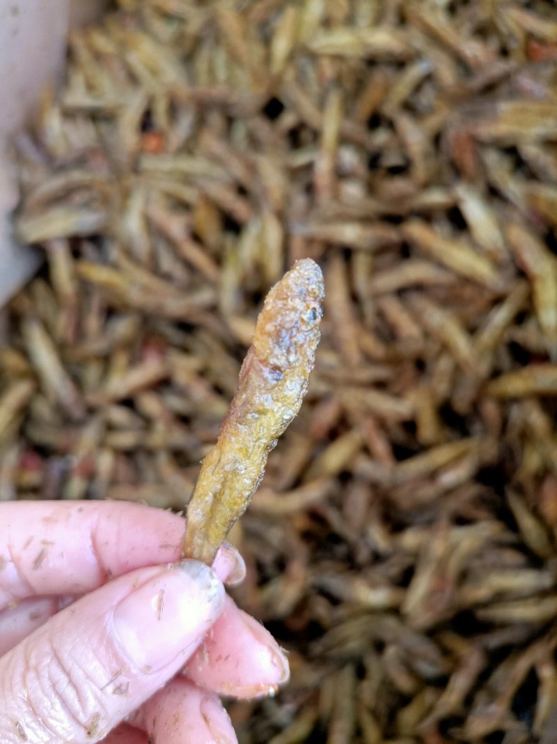 油炸小黄鱼小河鱼淡水无盐