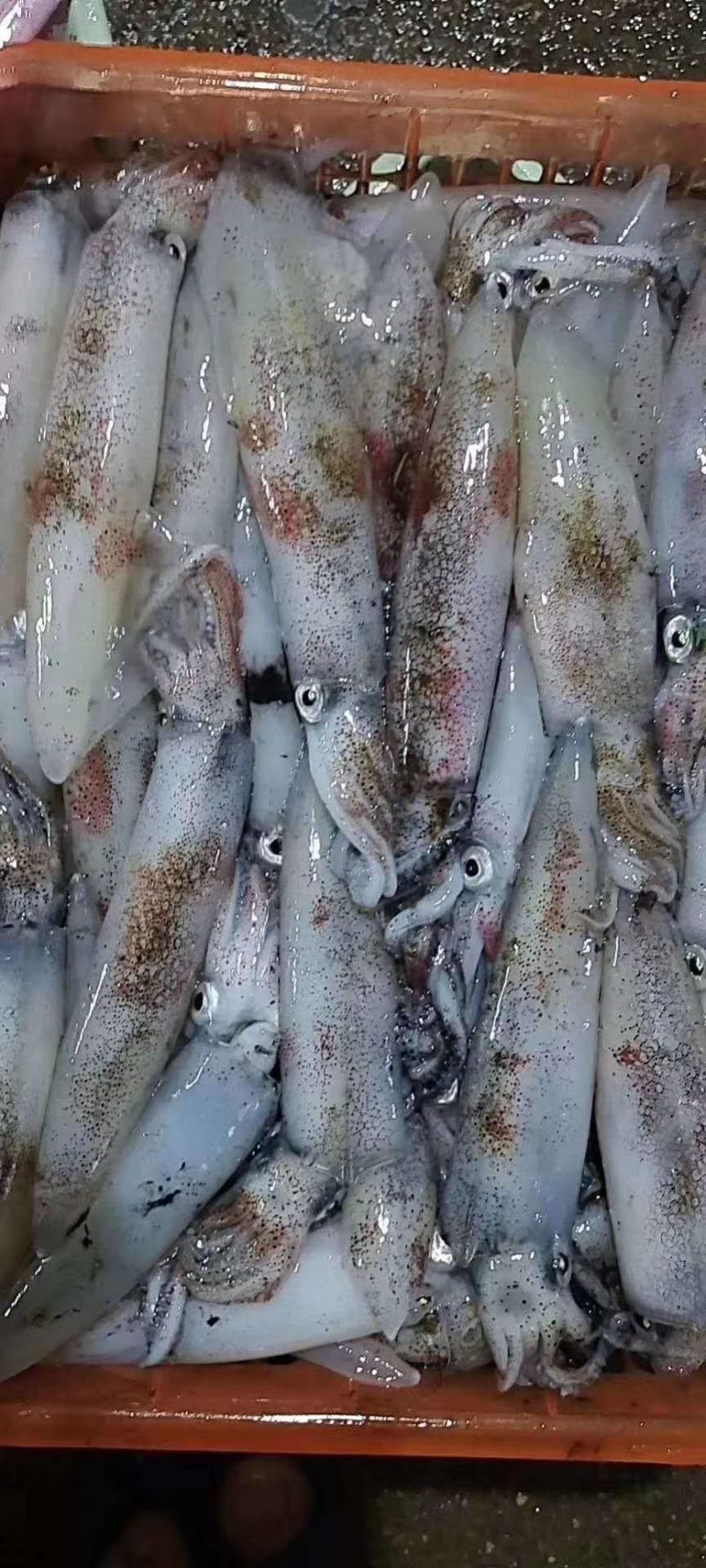 广东粤东沿海浅海鱼鲜鱿鱼