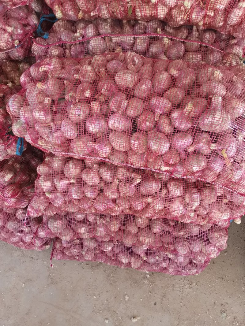邳州大蒜新蒜干蒜发往全国各地！