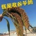 白皮陈谷子地址河北邯郸