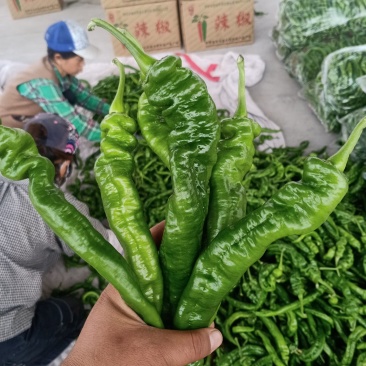 靖远辣椒，