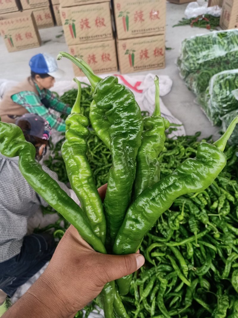 靖远辣椒，
