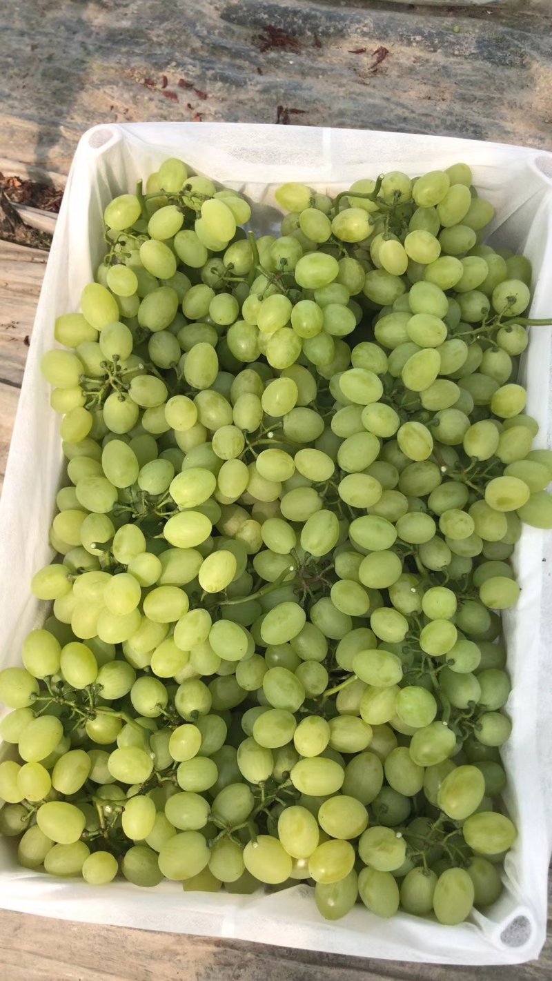 浙江温岭慈溪巨峰产地直供品质优良一手货源大量上市