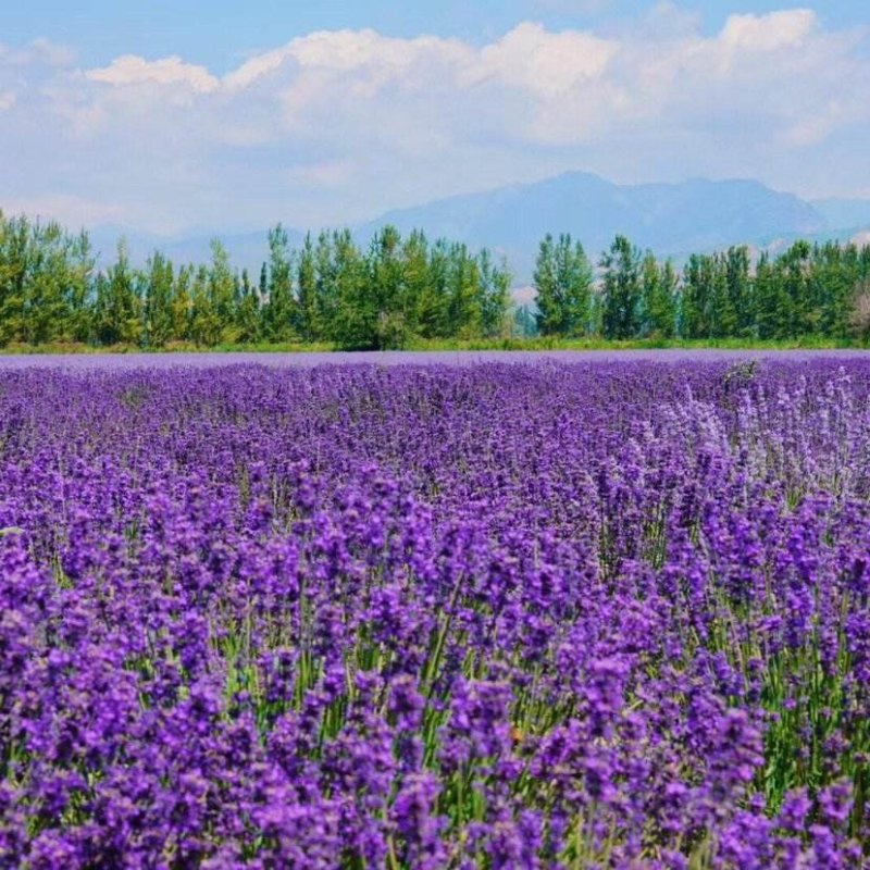 薰衣草种子法国普罗旺斯薰衣草多年生花种保证发芽率可货到付