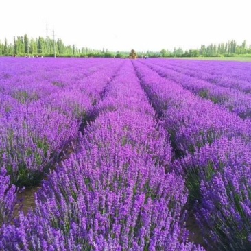 薰衣草种子法国普罗旺斯薰衣草多年生花种保证发芽率可货到付