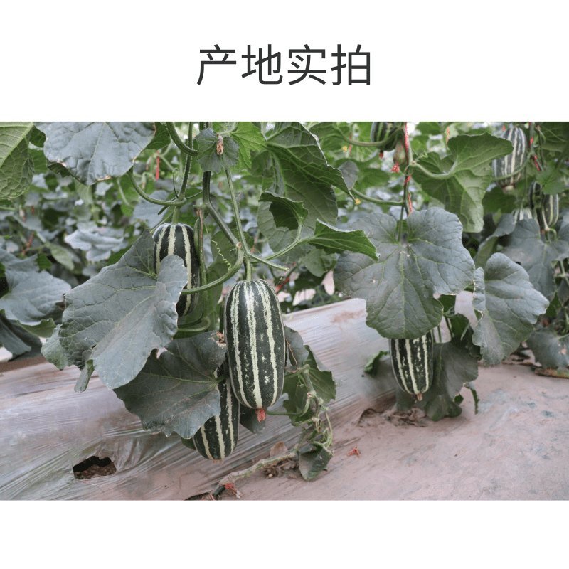 山东甜瓜，【博洋甜瓜】61，货源充足值得信赖