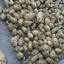土豆量大，产地直发，希森，中薯，沃土，专业代办马铃薯