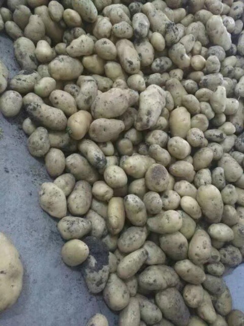 土豆量大，产地直发，希森，中薯，沃土，专业代办代发马铃薯