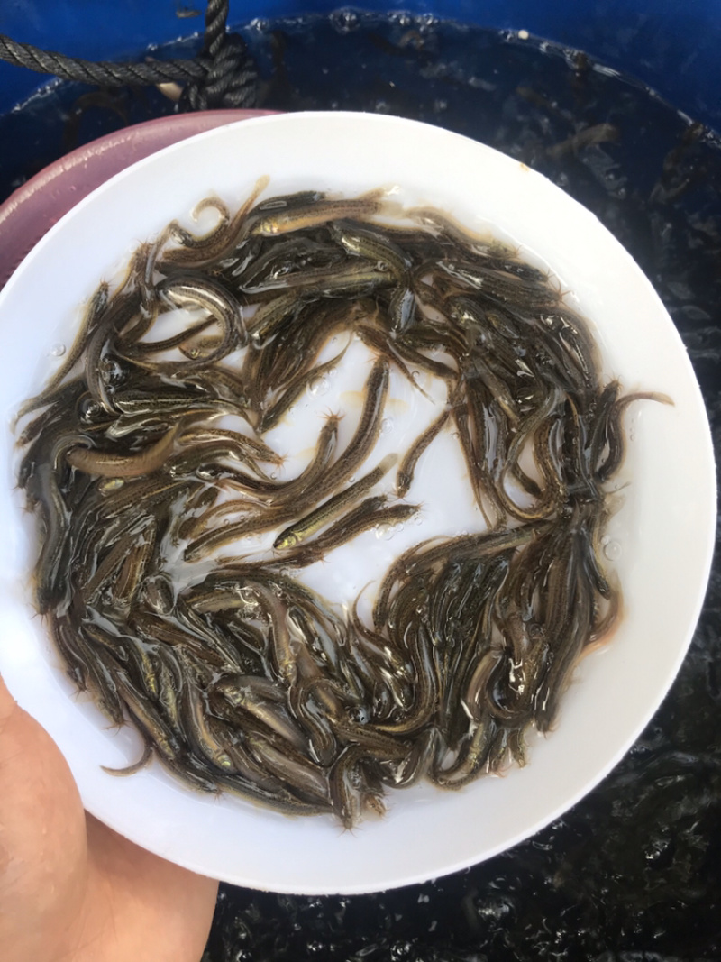 台湾泥鳅苗泥鳅水花自产自销基地批发