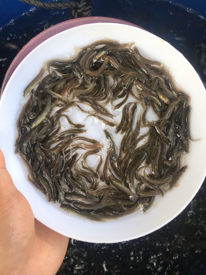 台湾泥鳅苗泥鳅水花自产自销基地批发