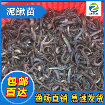 台湾泥鳅苗泥鳅水花自产自销基地批发