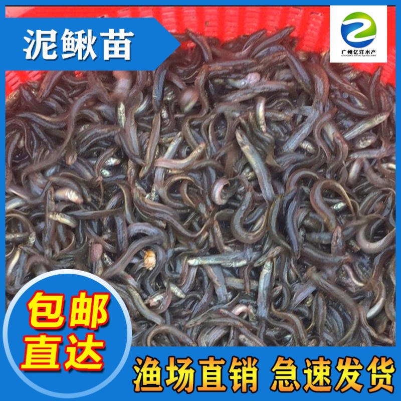 台湾泥鳅苗泥鳅水花自产自销基地批发