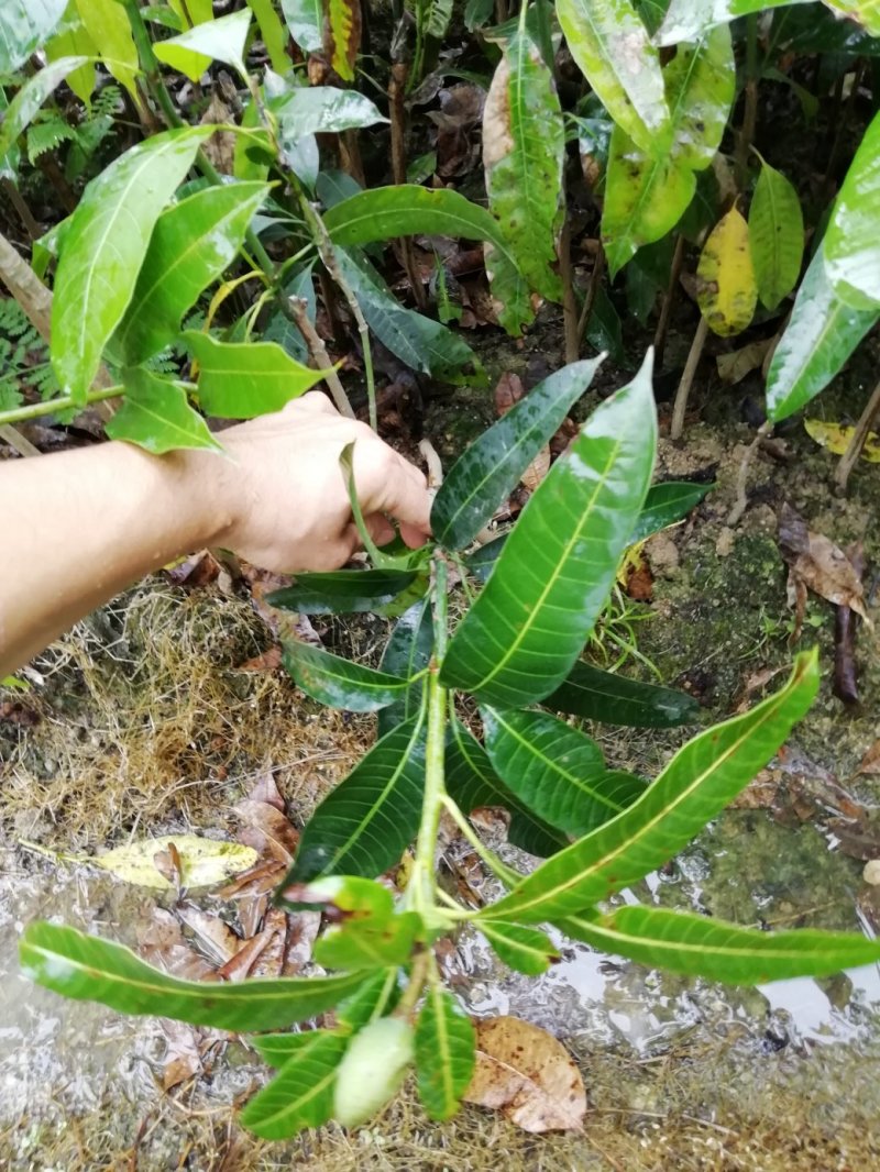 芒果树四季芒果苗杯种苗