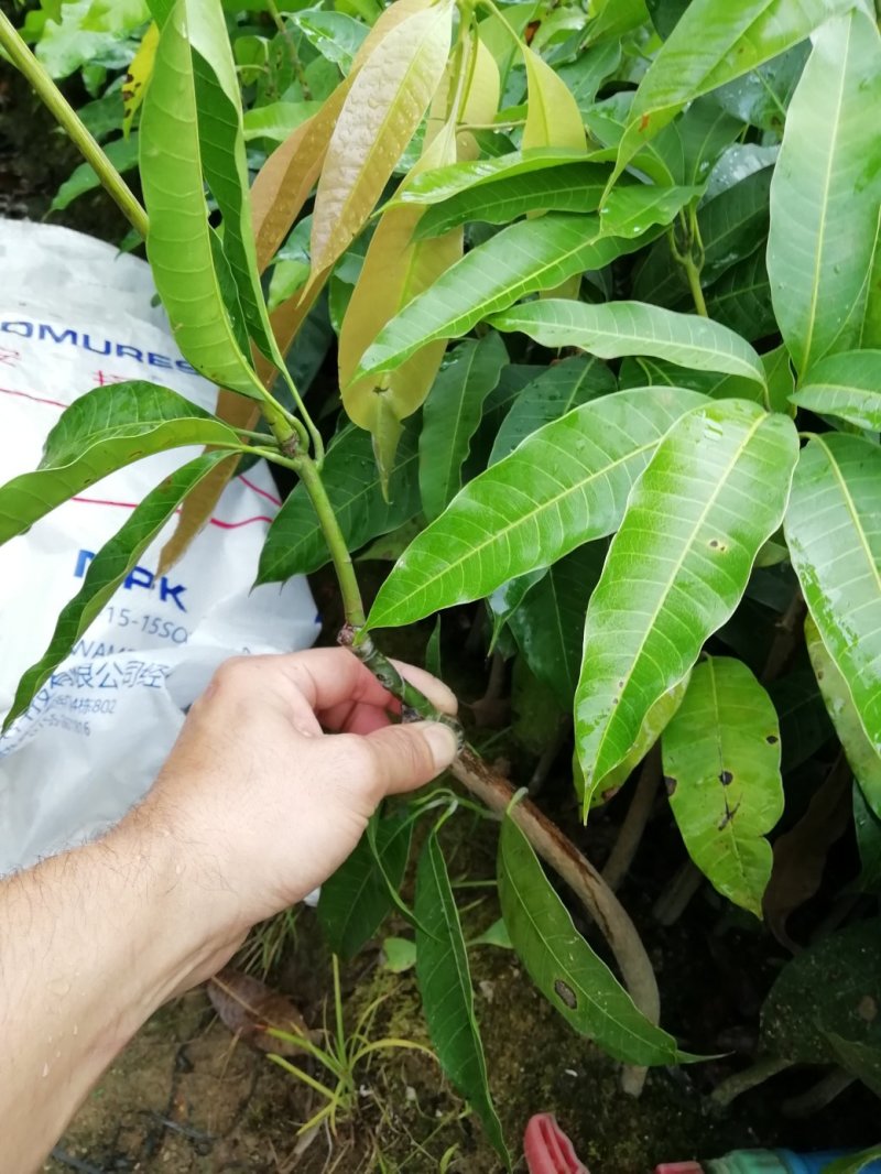 芒果树四季芒果苗杯种苗