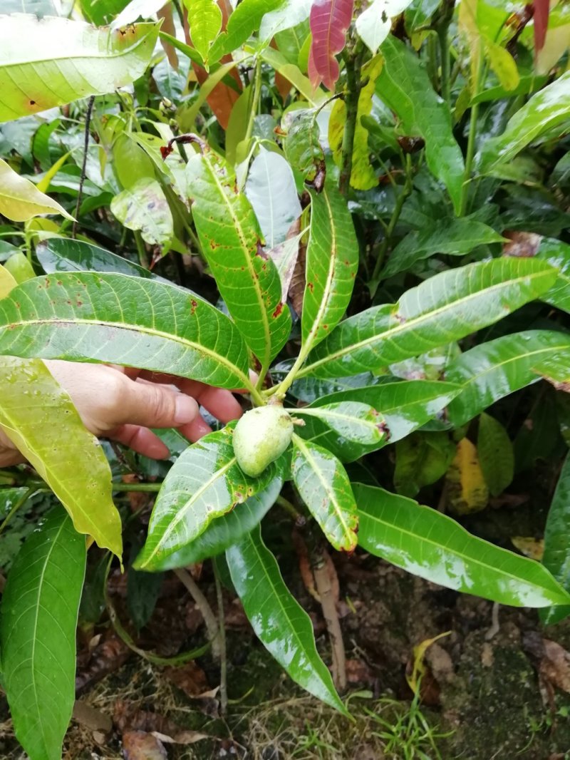芒果树四季芒果苗杯种苗
