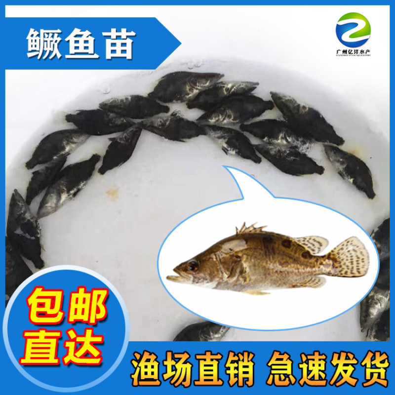 桂鱼苗鳜鱼淡水活体养殖鱼苗基地供应包邮直达