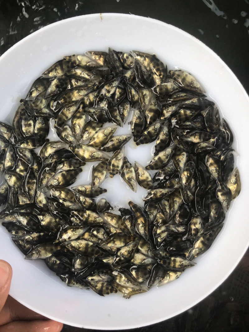 桂鱼苗鳜鱼淡水活体养殖鱼苗基地供应包邮直达