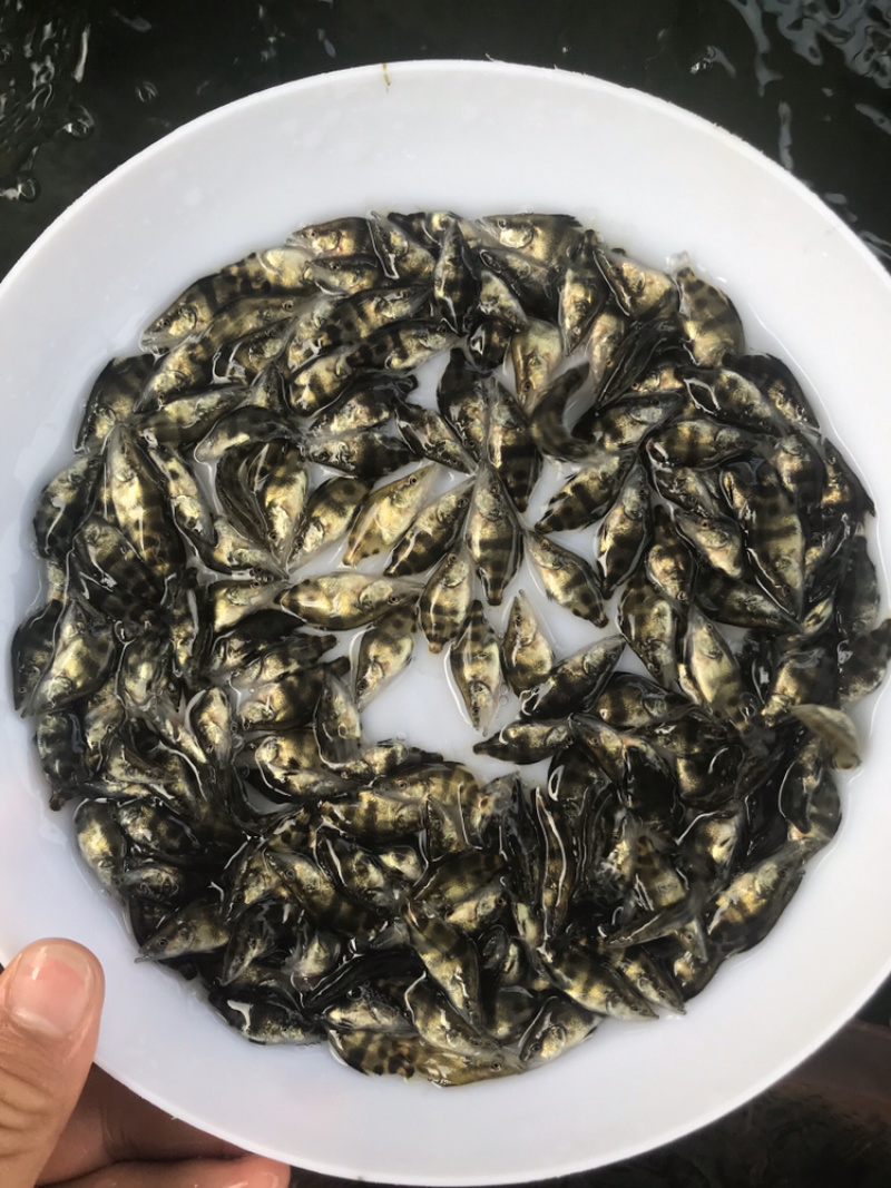 桂鱼苗鳜鱼淡水活体养殖鱼苗基地供应包邮直达