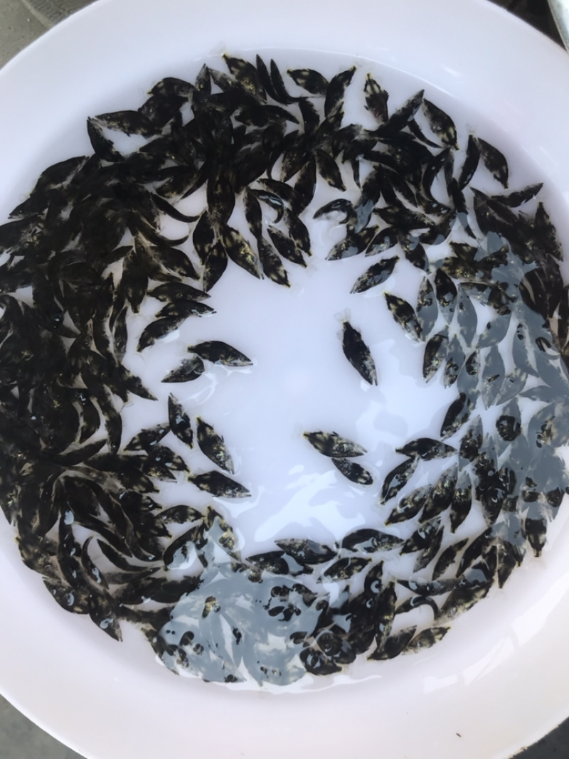 桂鱼苗鳜鱼淡水活体养殖鱼苗基地供应包邮直达