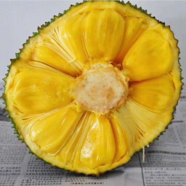 【支持一件代发】海南菠萝蜜一级果,果肉脆甜,老树菠萝蜜