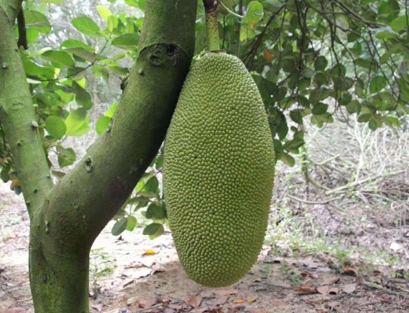 【支持一件代发】海南菠萝蜜一级果，果肉脆甜，老树菠萝蜜