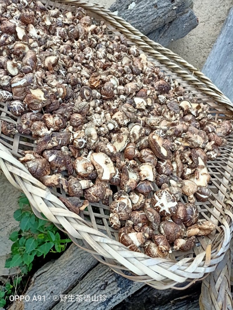 今年新货上市的桦梨树小花菇香菇椴木肉菇，新鲜干货