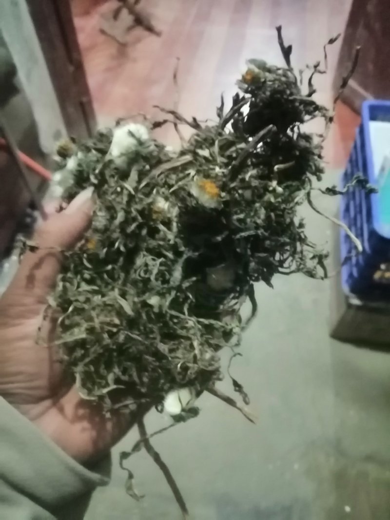 蒲公英种子颗粒饱满发芽率高大叶野生