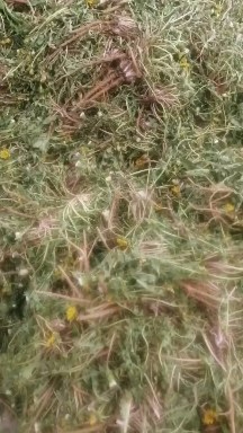 蒲公英种子颗粒饱满发芽率高大叶野生