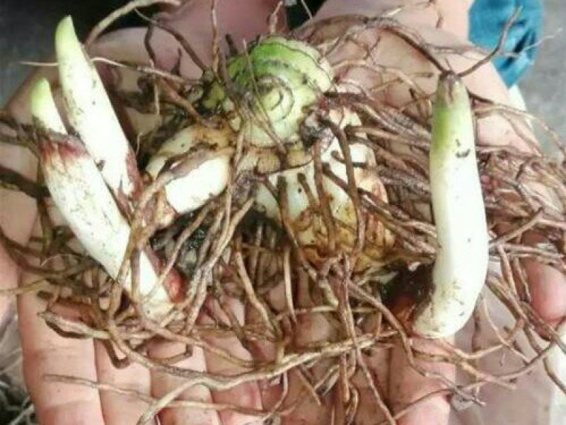 白岌块茎/恩施紫花三叉大白芨