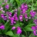 白岌块茎/恩施紫花三叉大白芨