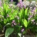 白岌块茎/恩施紫花三叉大白芨