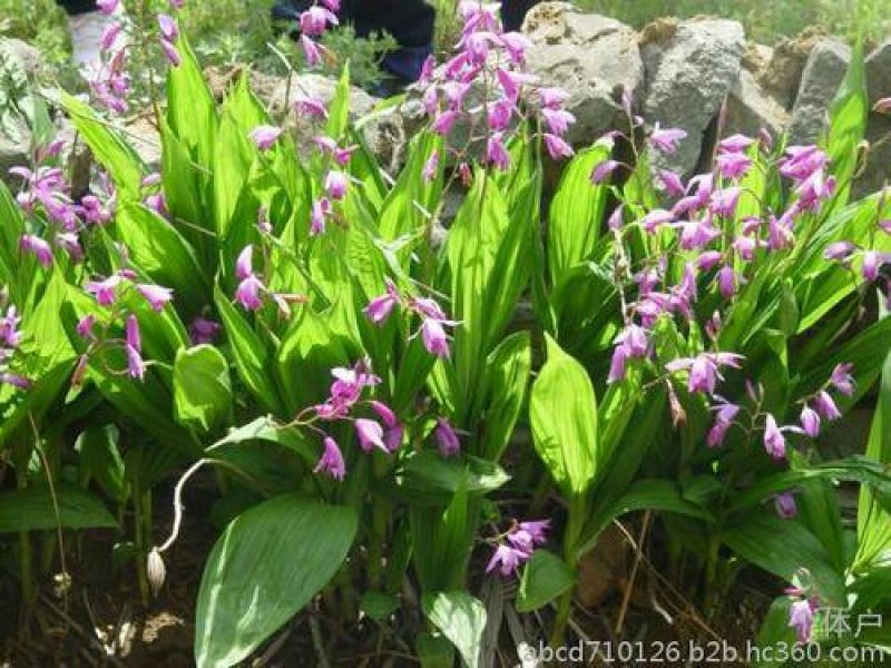 白岌块茎/恩施紫花三叉大白芨