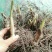 白岌块茎/恩施紫花三叉大白芨