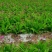 白岌块茎/恩施紫花三叉大白芨