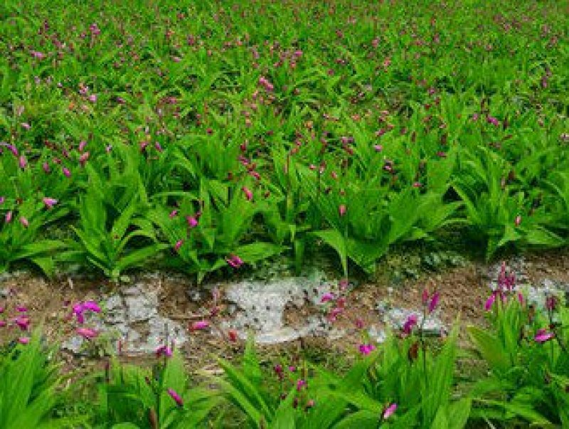 白岌块茎/恩施紫花三叉大白芨