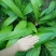 白岌块茎/恩施紫花三叉大白芨
