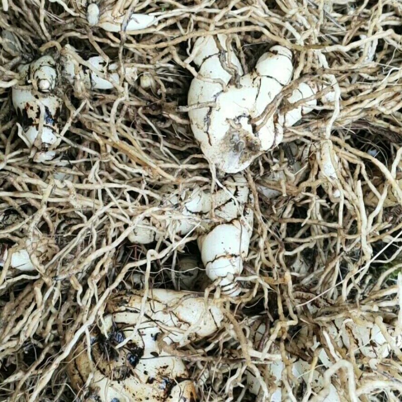 白岌块茎/恩施紫花三叉大白芨