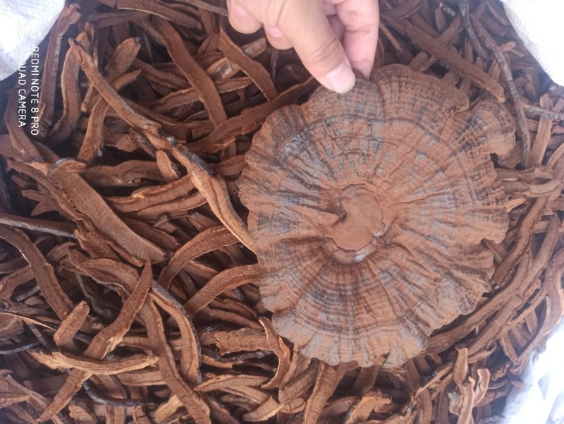 【推荐】紫灵芝正品专营批发量大价优全国发货🔥